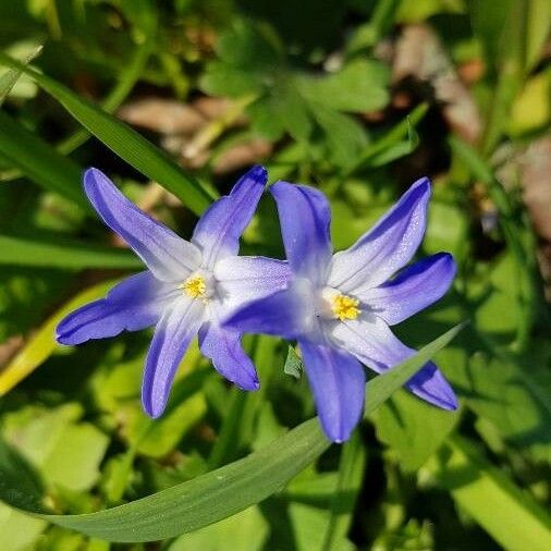 Scilla luciliae Квітка