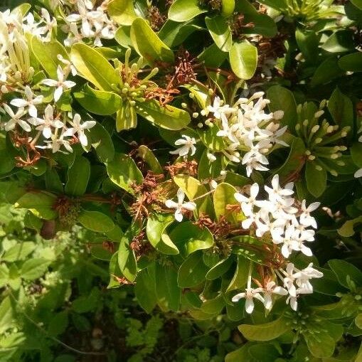 Ixora finlaysoniana फूल