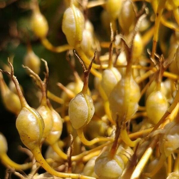 Bocconia frutescens 果実
