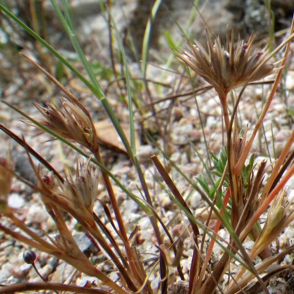 Juncus hybridus 花