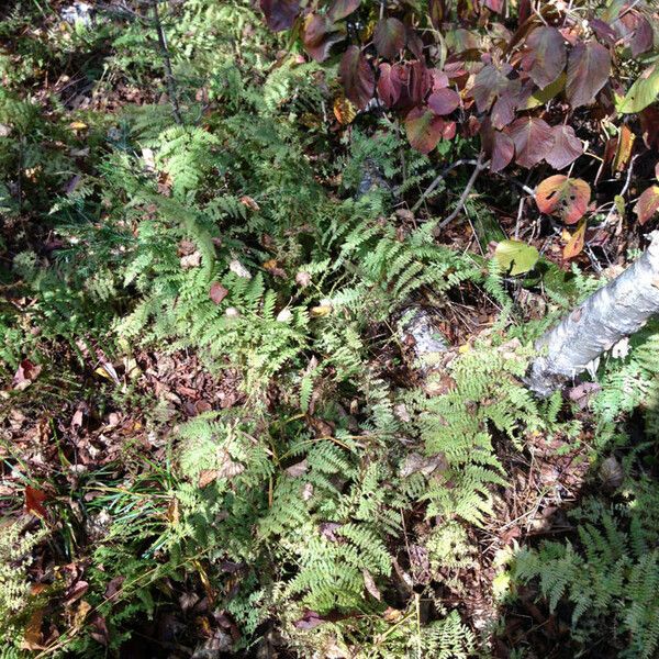 Dennstaedtia punctilobula (Hay-scent fern)