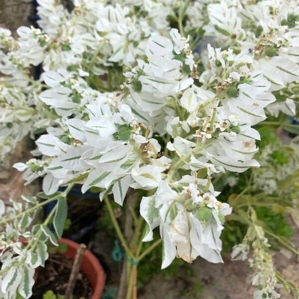 Euphorbia marginata Blomma