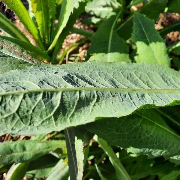 Lactuca virosa Ліст