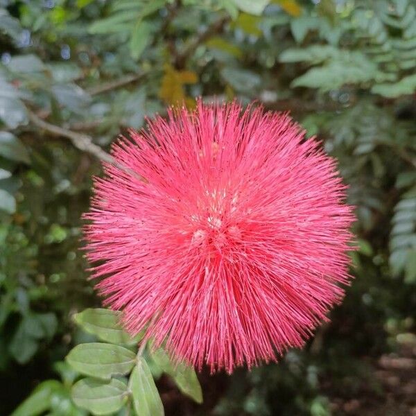 Calliandra haematocephala Flower