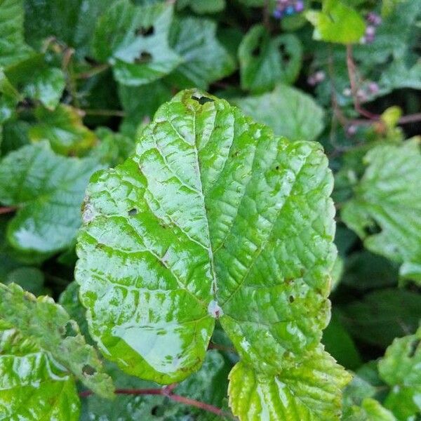 Ampelopsis cordata List