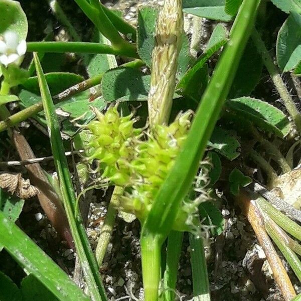 Carex viridula Fleur