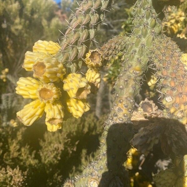 Cylindropuntia fulgida Fruit