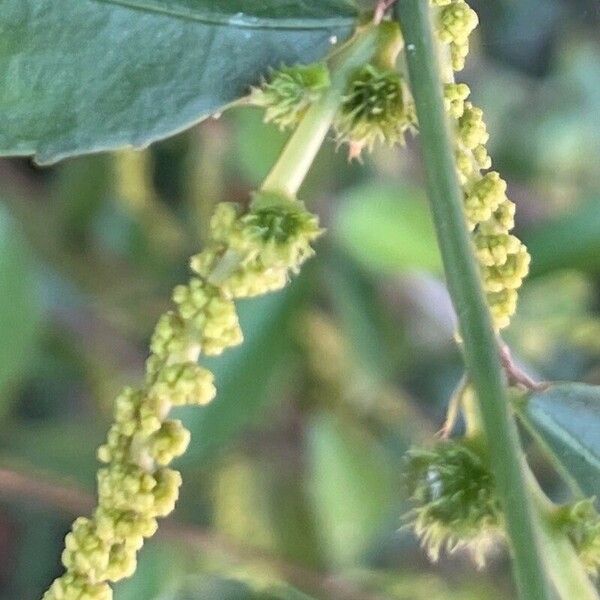 Acalypha siamensis Flor