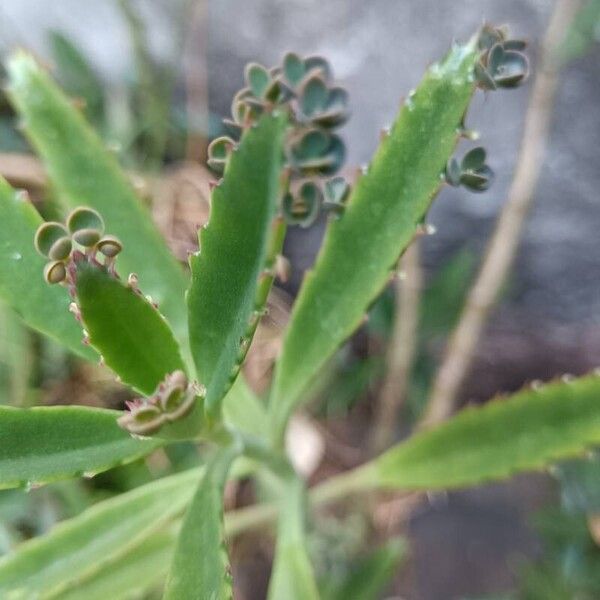 Kalanchoe × houghtonii Hostoa