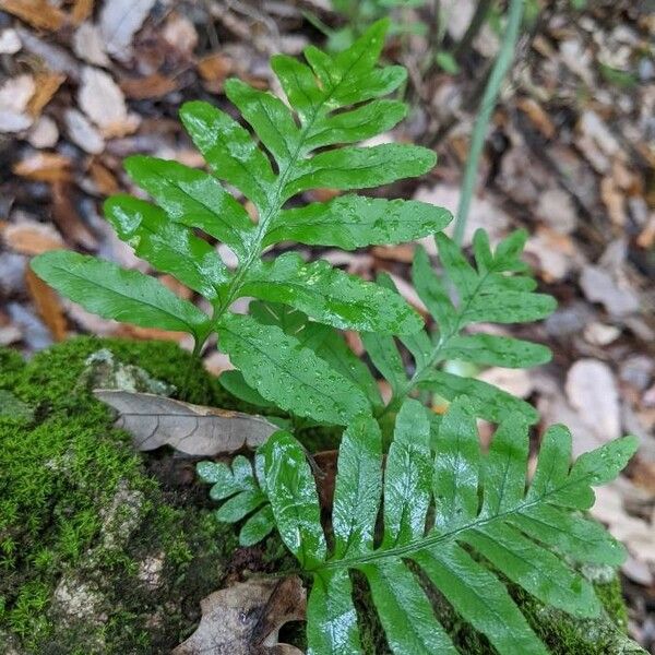 Polypodium cambricum Fuelha