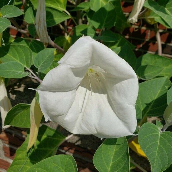 Datura inoxia Flor