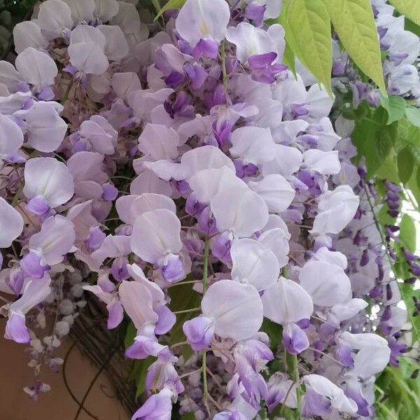 Wisteria sinensis Flower