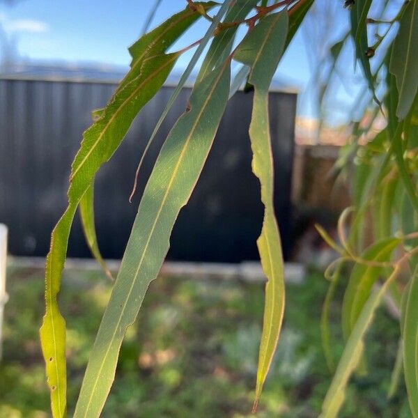 Corymbia citriodora Φύλλο