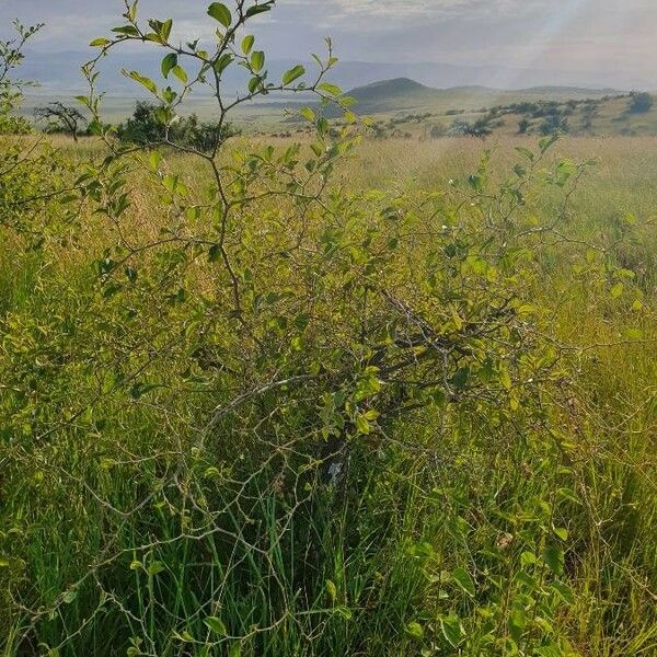 Ziziphus mucronata Habit