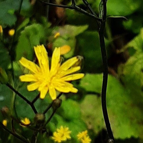 Lapsana communis Bloem