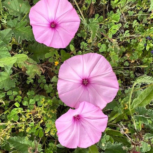 Convolvulus althaeoides Blodyn