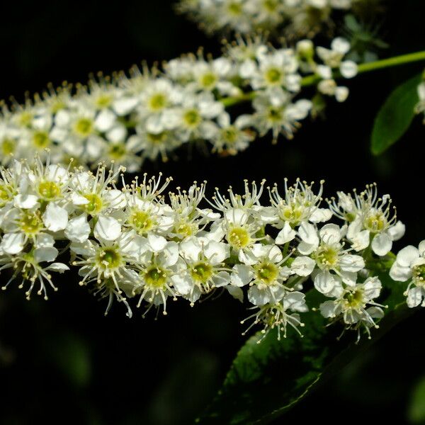 Prunus serotina Floare