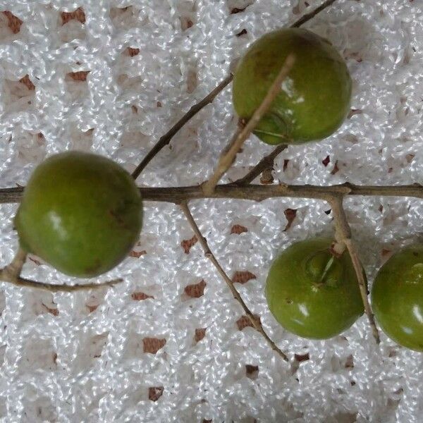 Sapindus saponaria Fruit