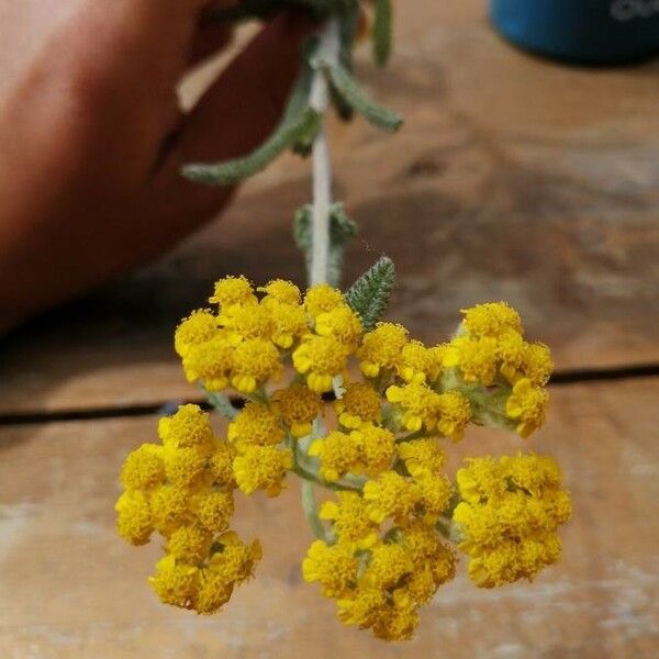 Achillea tomentosa Lorea