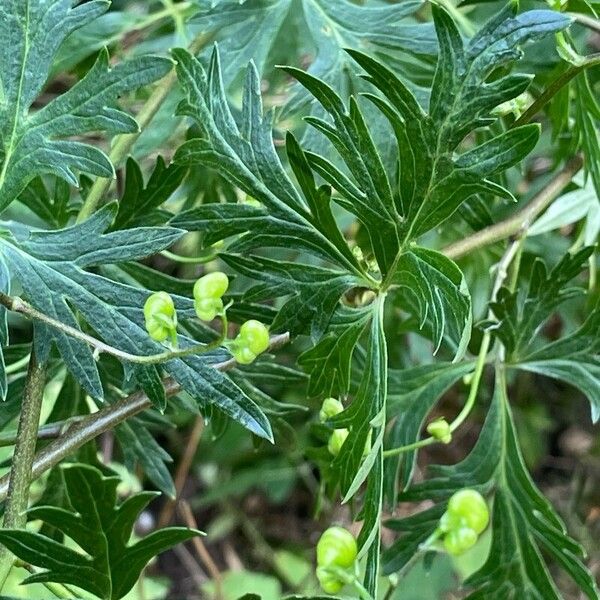 Aconitum variegatum Blatt