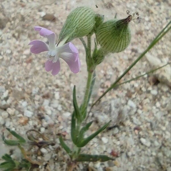 Silene conica Flor