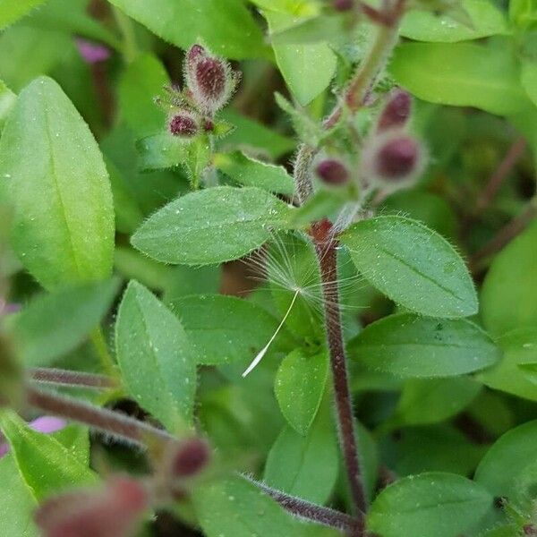 Saponaria ocymoides Leaf