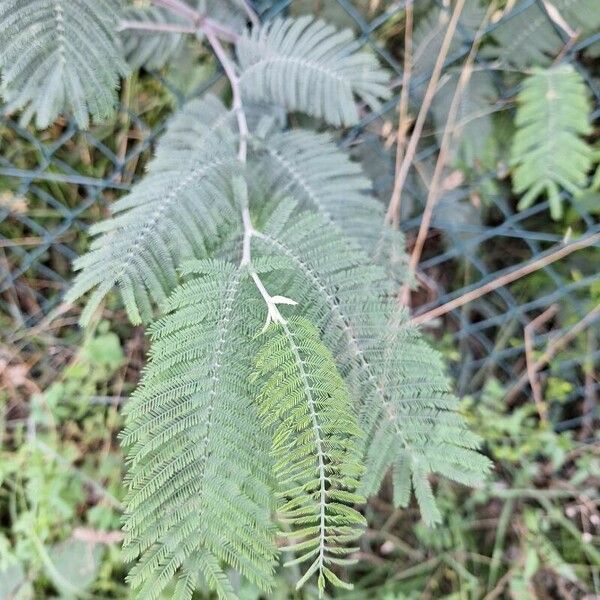 Acacia dealbata Blad