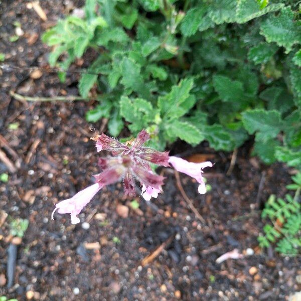 Salvia scabra Цветок