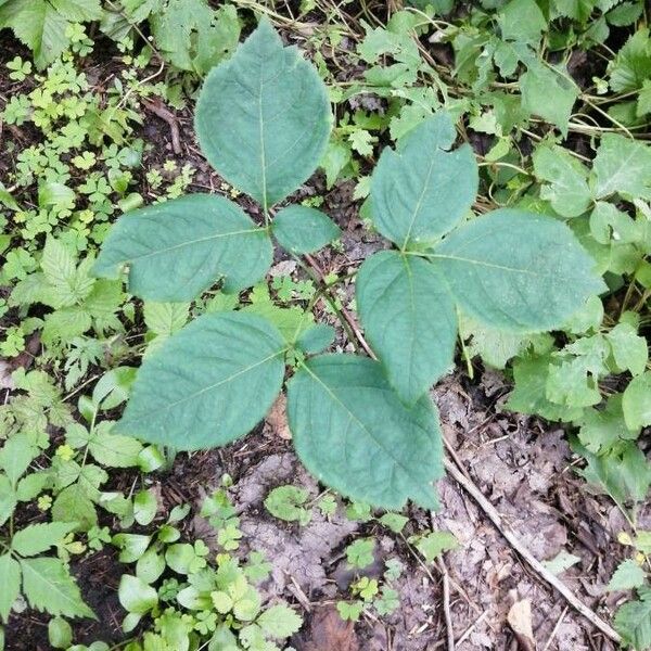 Aralia nudicaulis 葉