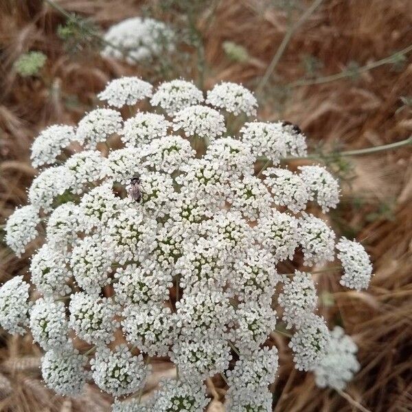 Ammi majus Кветка