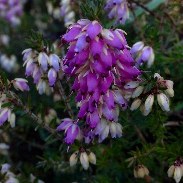 Erica cinerea Flower