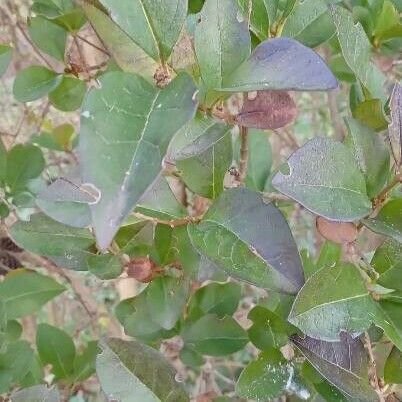 Ligustrum ovalifolium পাতা