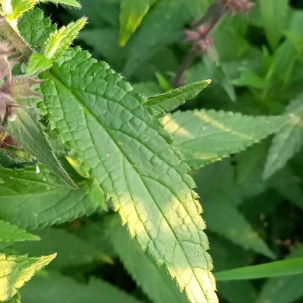 Stachys palustris Leaf