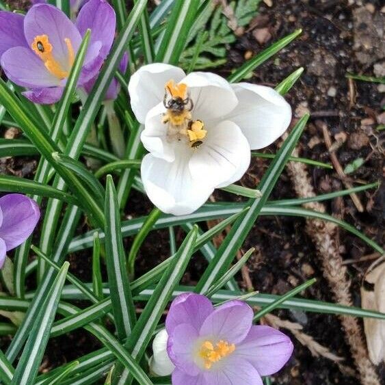 Crocus versicolor 花