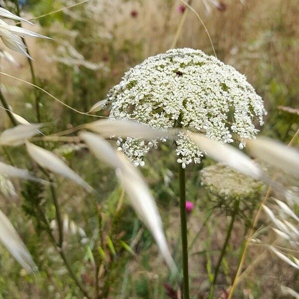 Visnaga daucoides 花