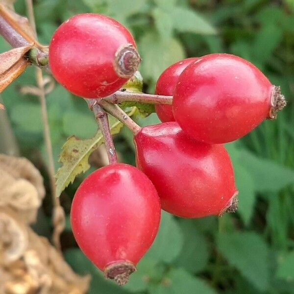 Rosa rubiginosa Плод