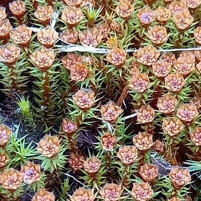 Sedum andegavense Fleur