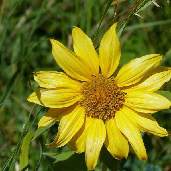 Helianthus annuus Цвят