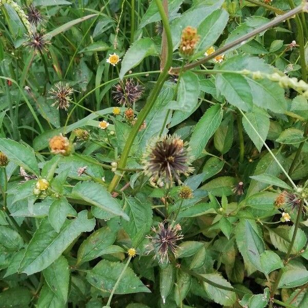 Bidens pilosa Floare