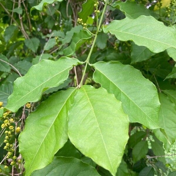 Bunchosia armeniaca Φύλλο