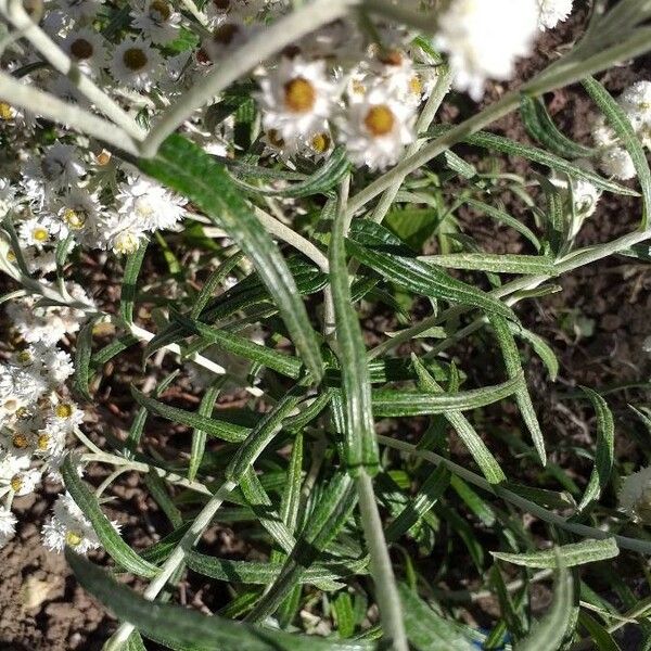 Anaphalis margaritacea Fulla