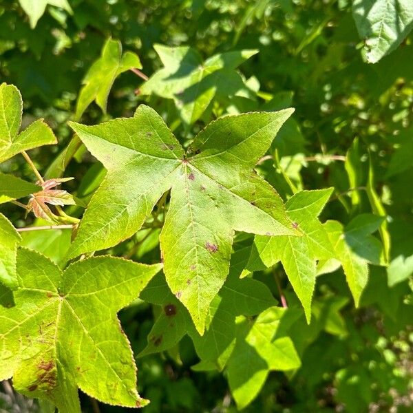 Liquidambar formosana 葉