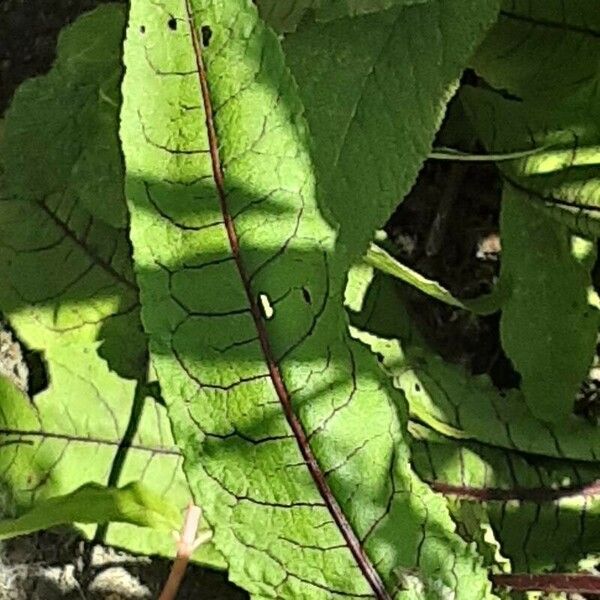 Rumex sanguineus Foglia