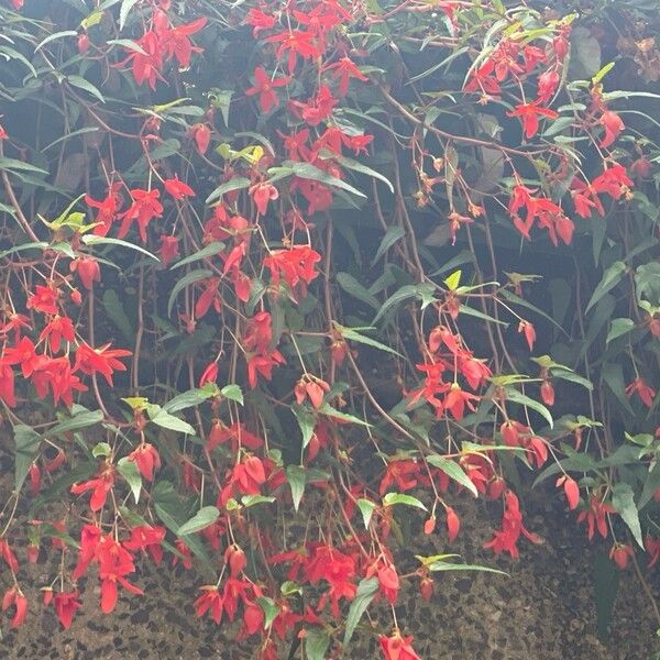 Begonia boliviensis Blodyn