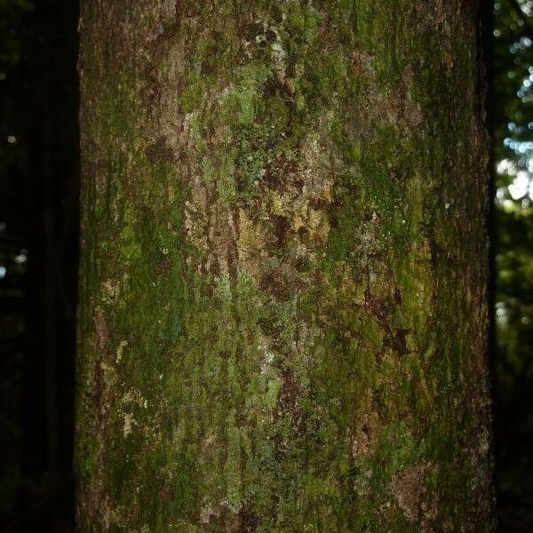 Licania laxiflora Bark