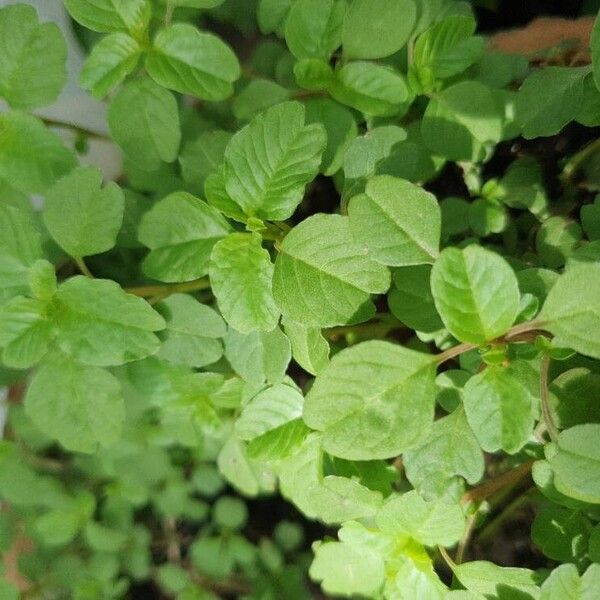 Amaranthus blitum Лист