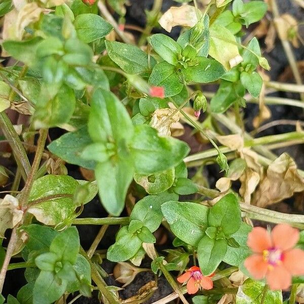 Lysimachia arvensis Levél