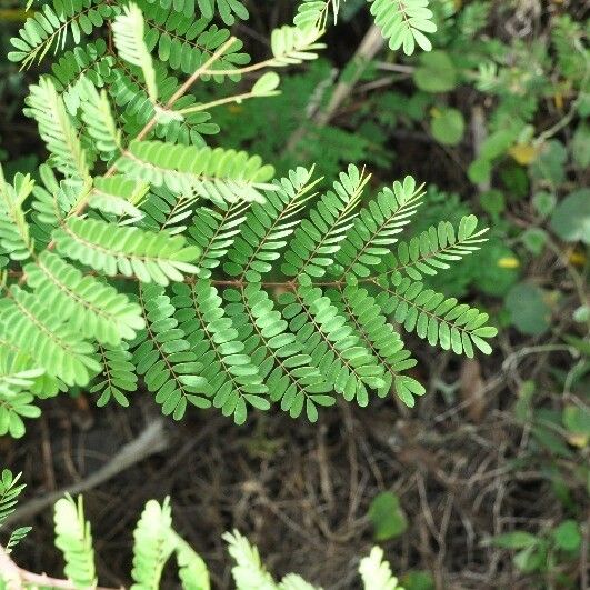 Caesalpinia decapetala ᱥᱟᱠᱟᱢ