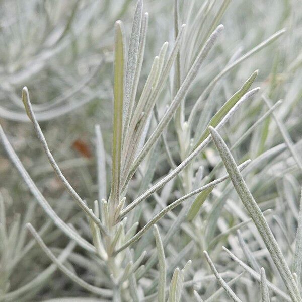 Helichrysum italicum Leaf