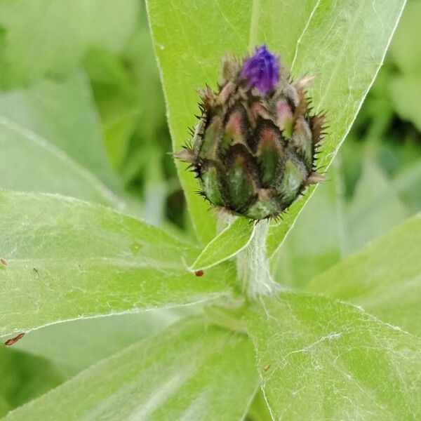 Centaurea montana 花